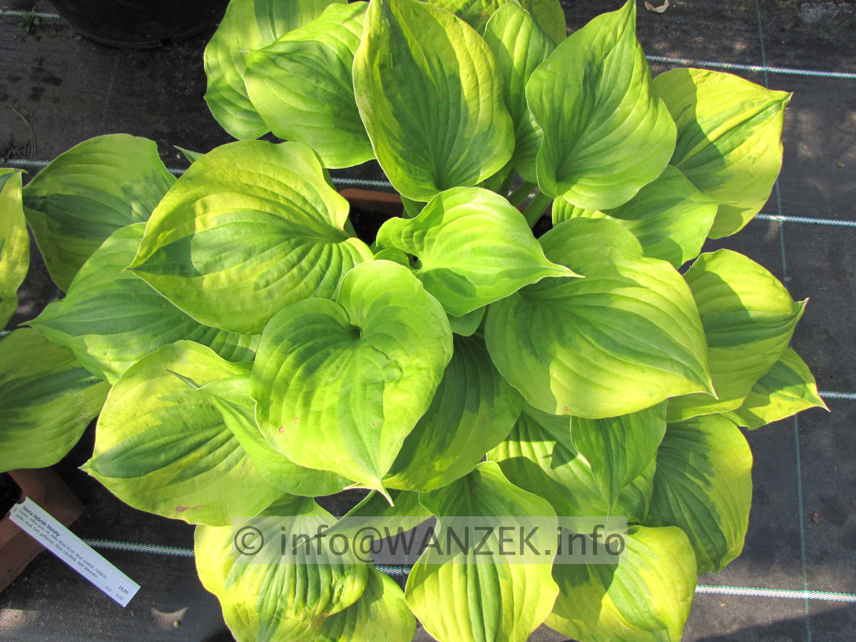Hosta Hybride Honshy 05.JPG